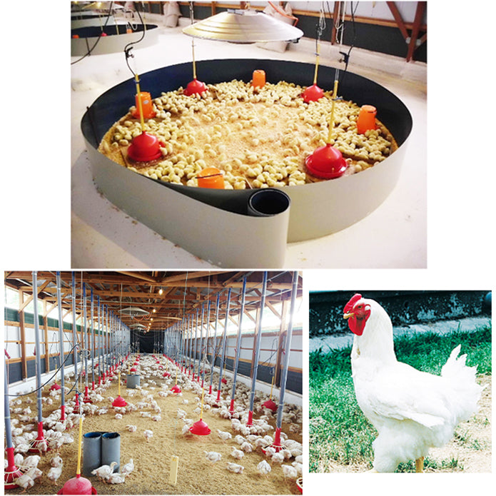 【国産銘柄鶏】錦爽どりの骨なしモモ肉 (きんそうどり) 1kg