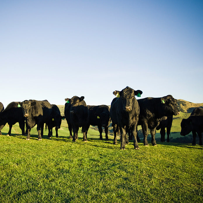New Zealand Grass-Fed Beef Strip Steak(270g)