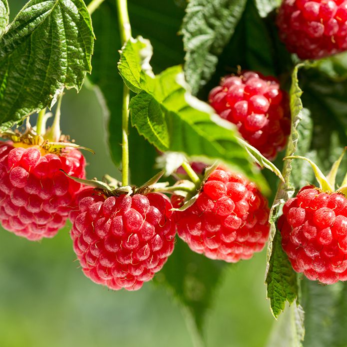 Frozen Raspberries(1kg)