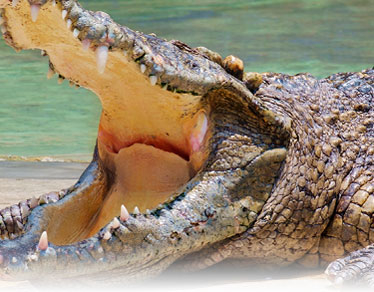 Unsure about the taste? Delicious recipes to cook crocodile meat
